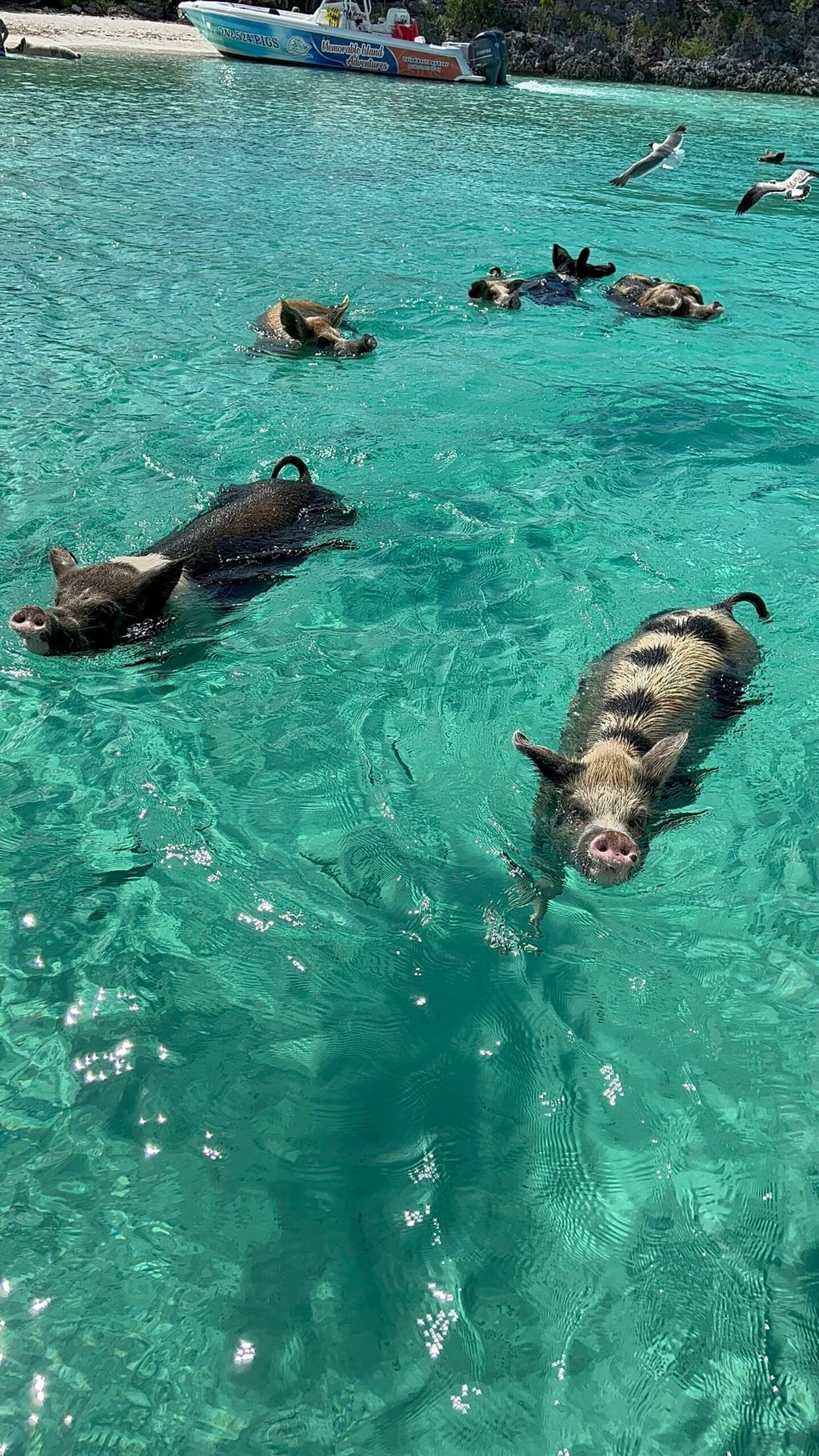 Pigs swimming in the clear water during an Exuma excursion